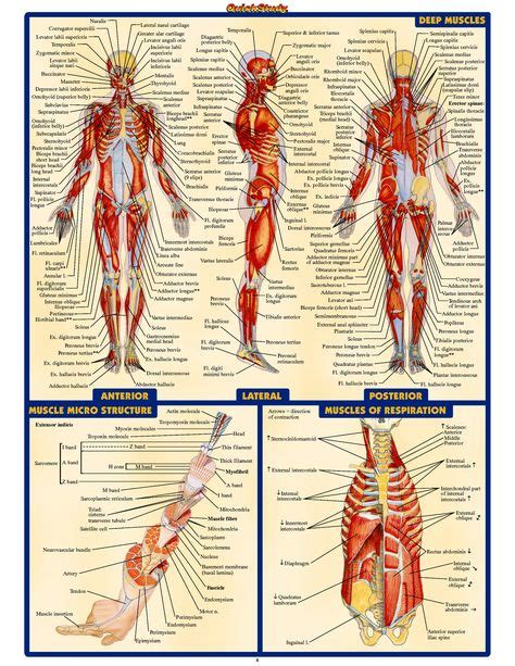 17 Best Human anatomy images | Human anatomy, Anatomy, Human body