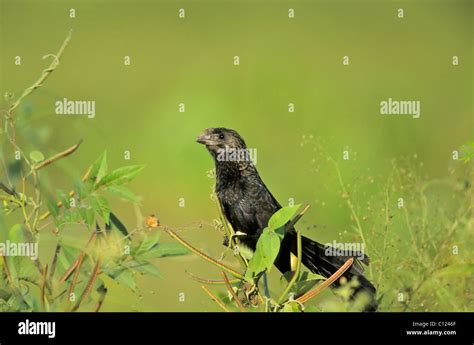 Smooth Billed Ani Crotophaga Ani Stock Photo Alamy