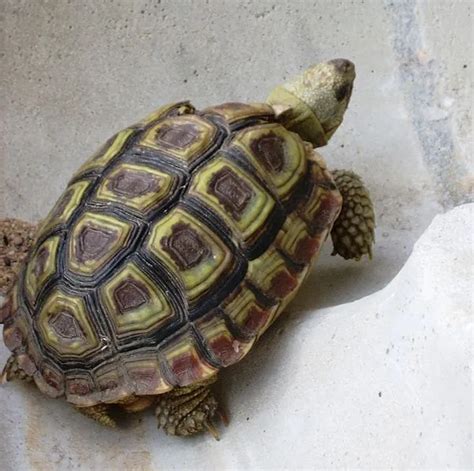 speckled padloper tortoise for sale | speckled cape tortoise for sal