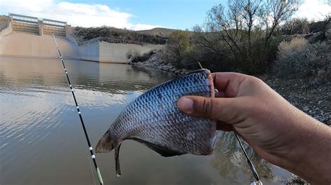 Using Shad As Cut Bait For Catfish YouTube