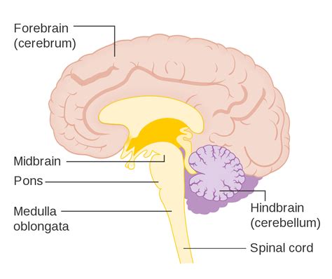 The Pons | Facts, Position In Brain, Summary & Function