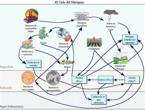 Imagenes Del Ciclo Del Nitrogeno Para Colorear Imagui