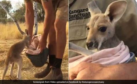 Video: Orphaned Baby Kangaroo Jumps Into New Cloth Pouch, Loves It