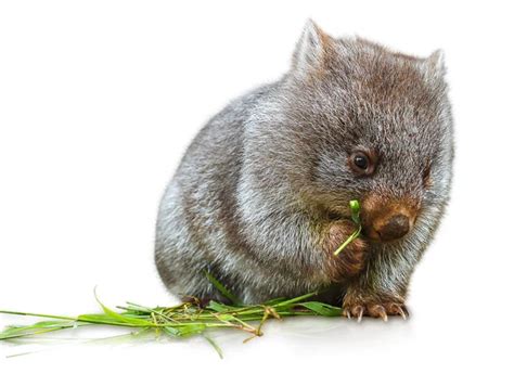 Wombat Stock Photos, Royalty Free Wombat Images | Depositphotos®