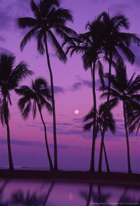 Palm Tree Background Purple