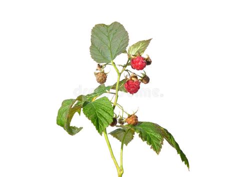 Frambuesa Rubus L Es Un Arbusto De Hojas Caducas O El Arbusto Del