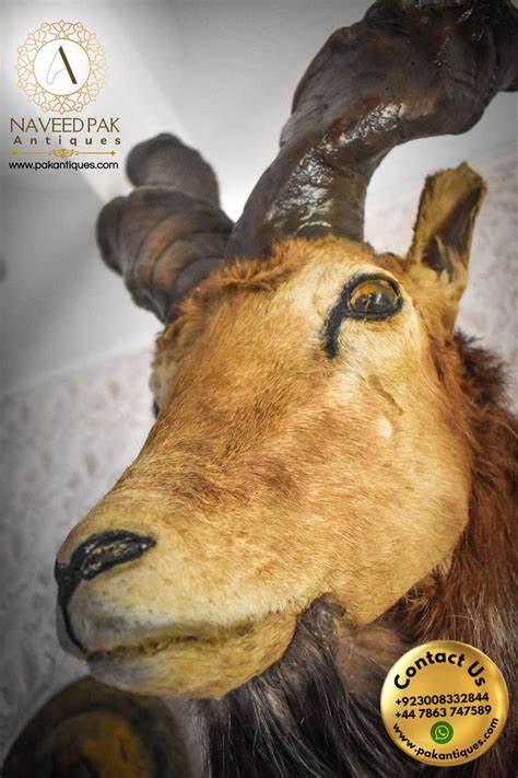 Large 3.5 feet Markhor head with fibre horns | Pakistan Antiques