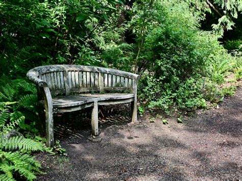 Weathered Rustic Wood Bench In Temperate Rainforest Stock Photo Image