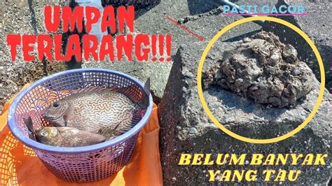 Bahaya Sekali Bisa Nguras Spot Baronang Silahkan Dicoba Umpan Paling