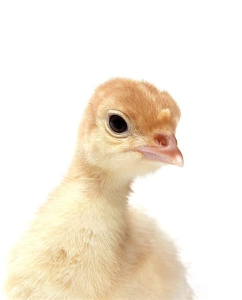 998 Cute Baby Turkey Photos Free And Royalty Free Stock Photos From