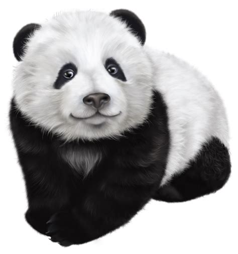 Giant panda Drawing Illustration - Panda Transparent Clip Art Image png ...