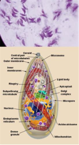 Toxoplasma Flashcards Quizlet