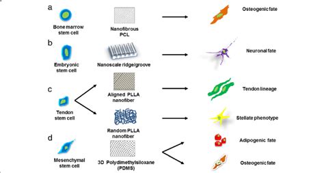 Schematic Representation Defining The Importance Of Various Scaffold