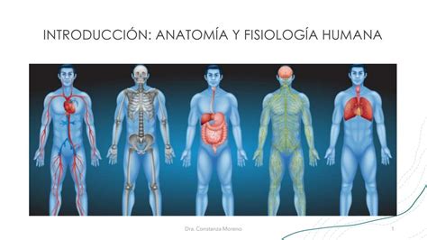 Anatomía y Fisiología Humana constanza Moreno uDocz