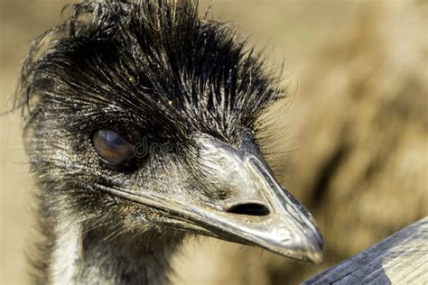 Funny Emu Stock Images Download 1907 Royalty Free Photos