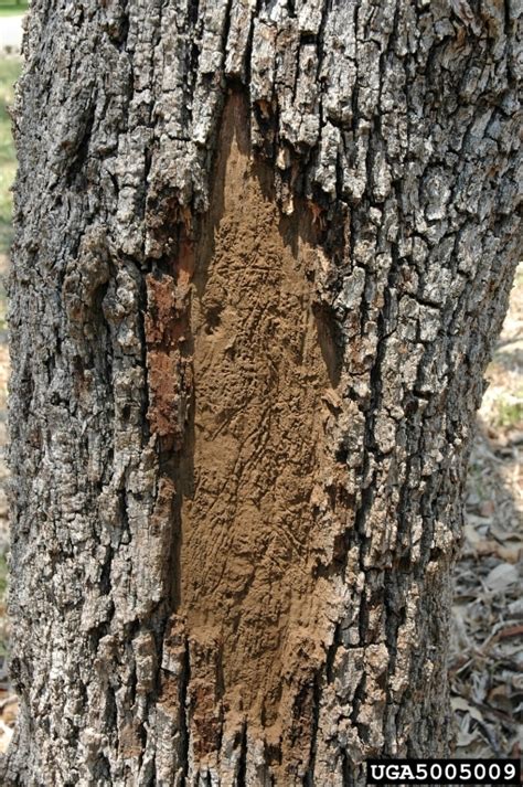 Hypoxylon Canker Of Oak Biscogniauxia Atropunctata Atropunctata On Texas Live Oak Quercus