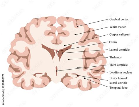 Neuroscience Vector Illustration Scheme Of The Human Brain Structure