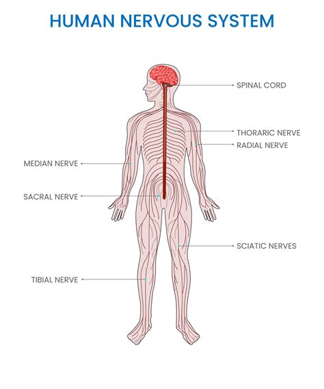 Human Nervous System Complex Network Coordinating Body Functions