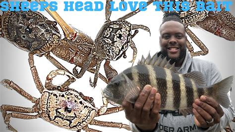 Easy Way To Fish Small Bridges For Giant Sheeps Head With Crabs Youtube