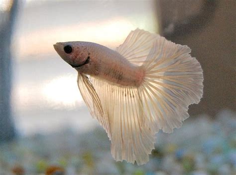 White Betta Fish Care Guide - Your Aquarium Place