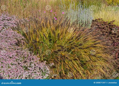 Mixed Colourful Flowerbed In Autumn With Flowering Grasses Stock Image