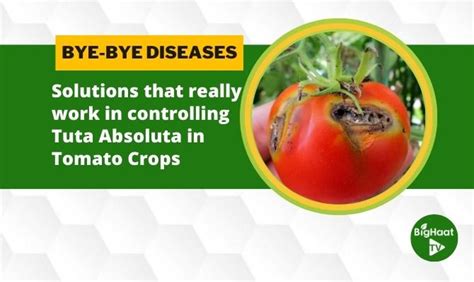 Tuta Absoluta In Tomato Effective Pest Management Strategies