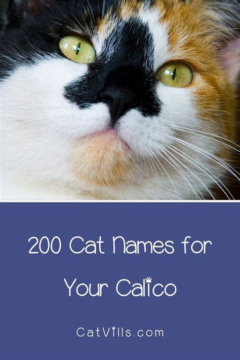 Cute Cat Name Ideas Artofit