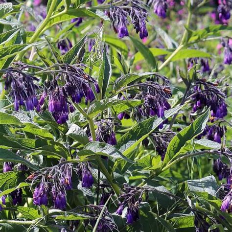 Окопник лекарственный - Symphytum officinale