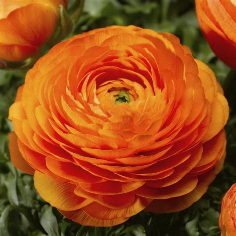 Ranunculus Asiaticus Orange Creeping Buttercup From George Didden