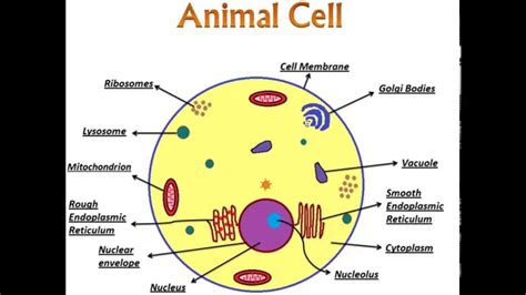 Simple Animal Cell Drawing at PaintingValley.com | Explore collection ...