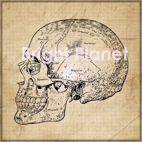 Vintage Antique Anatomy Skull Digital Vector Image Instant - Etsy