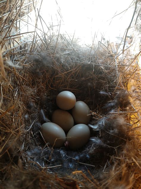 Mallard hen houses /tubes | Page 2 | Refuge Forums