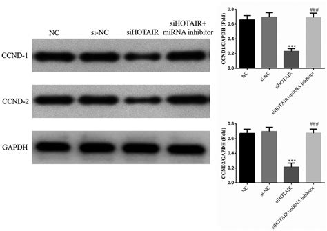 Ccnd1 And Ccnd2 Protein Expression Levels Of Different Groups By