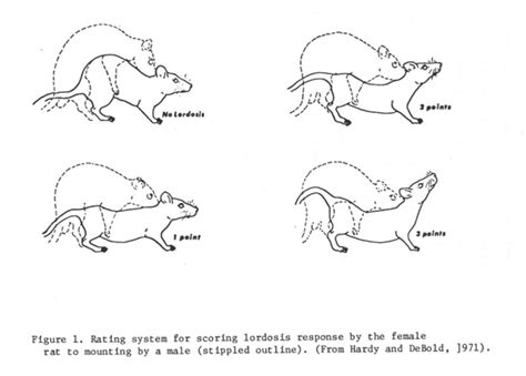 Stages Of Lordosis