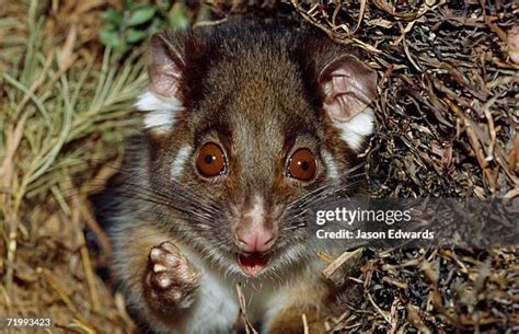 156 Possum Night Stock Photos, High-Res Pictures, and Images - Getty Images