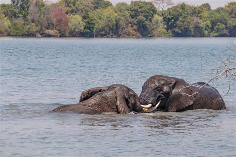 Elephants Swimming in the Kafue River Kafue National Park Zambia Stock Image - Image of animals ...