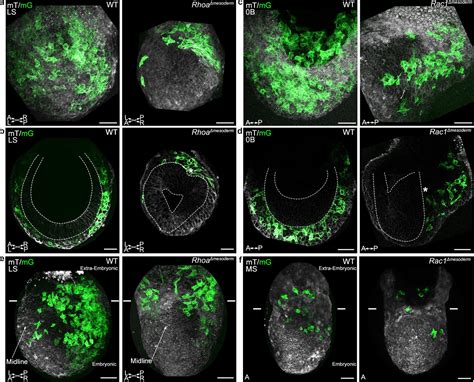 Distinct Mesoderm Migration Phenotypes In Extra Embryonic And Embryonic