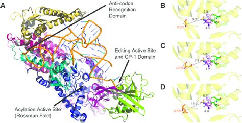 Homology Model Of The Threedimensional Structure Of Glp 4 VARS 2 From