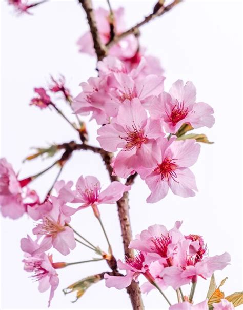 Hermoso Rbol De Sakura De Flores De Cerezo Florecen En Primavera Sobre