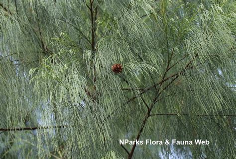 Casuarina Equisetifolia