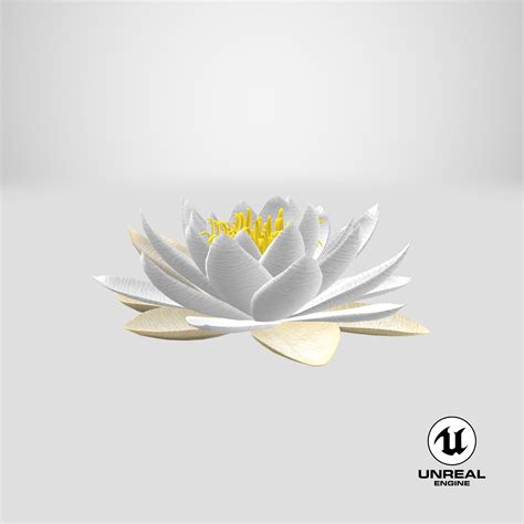 Blooming European White Water Lily D Model Ds Blend C D Fbx