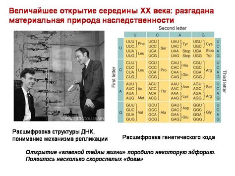 Хлоропласты