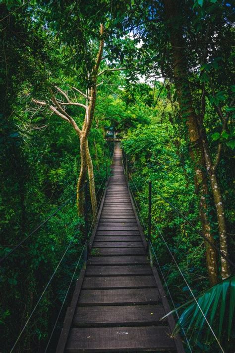 Ponte na selva Foto Premium Fotos da floresta amazônica Ponte Turismo