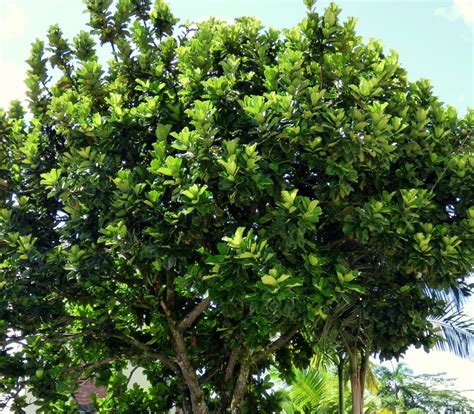 Ficus Caracter Sticas Tipos Y Cuidados