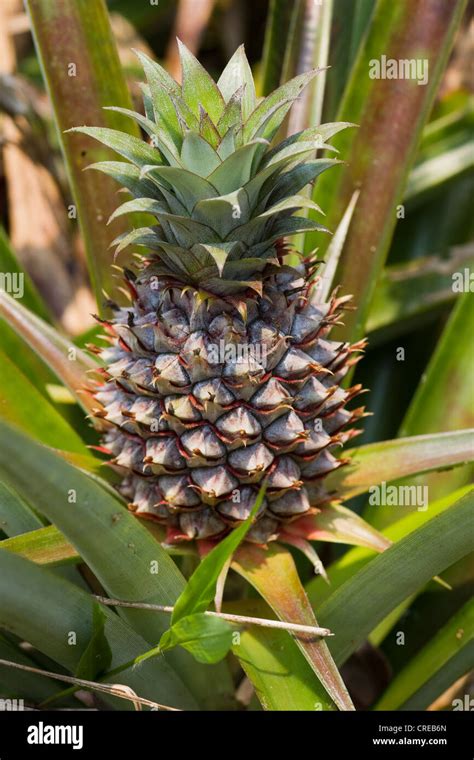 Pineapple Ananas Comosus Madagascar Africa Stock Photo Alamy