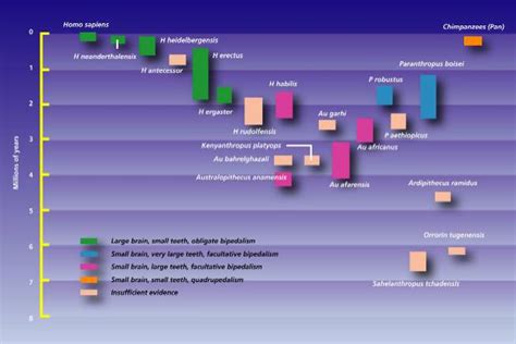 Hominid Species