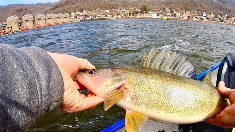 Mississippi River Walleye Below The Lock And Dam Youtube