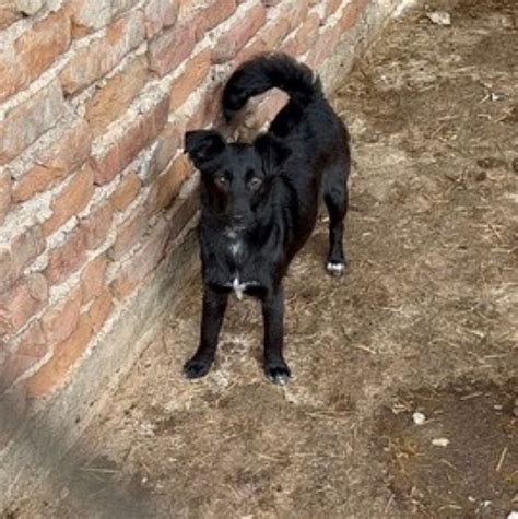 Mischling Luna Sucht Ein Zuhause Salva Hundehilfe E V