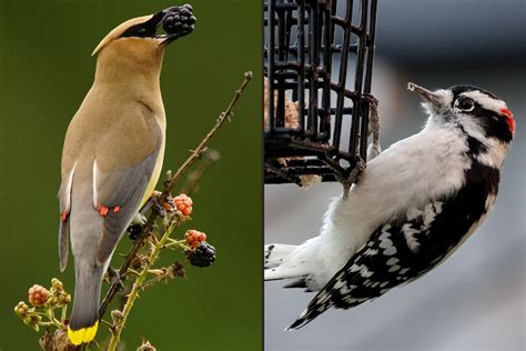 Getting Started With Birding Bird Academy The Cornell Lab