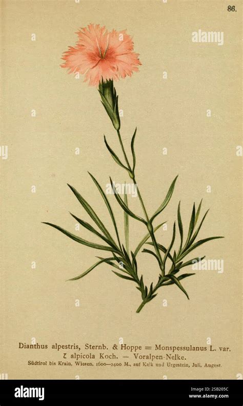 Labeled scientific classifications hi-res stock photography and images ... 